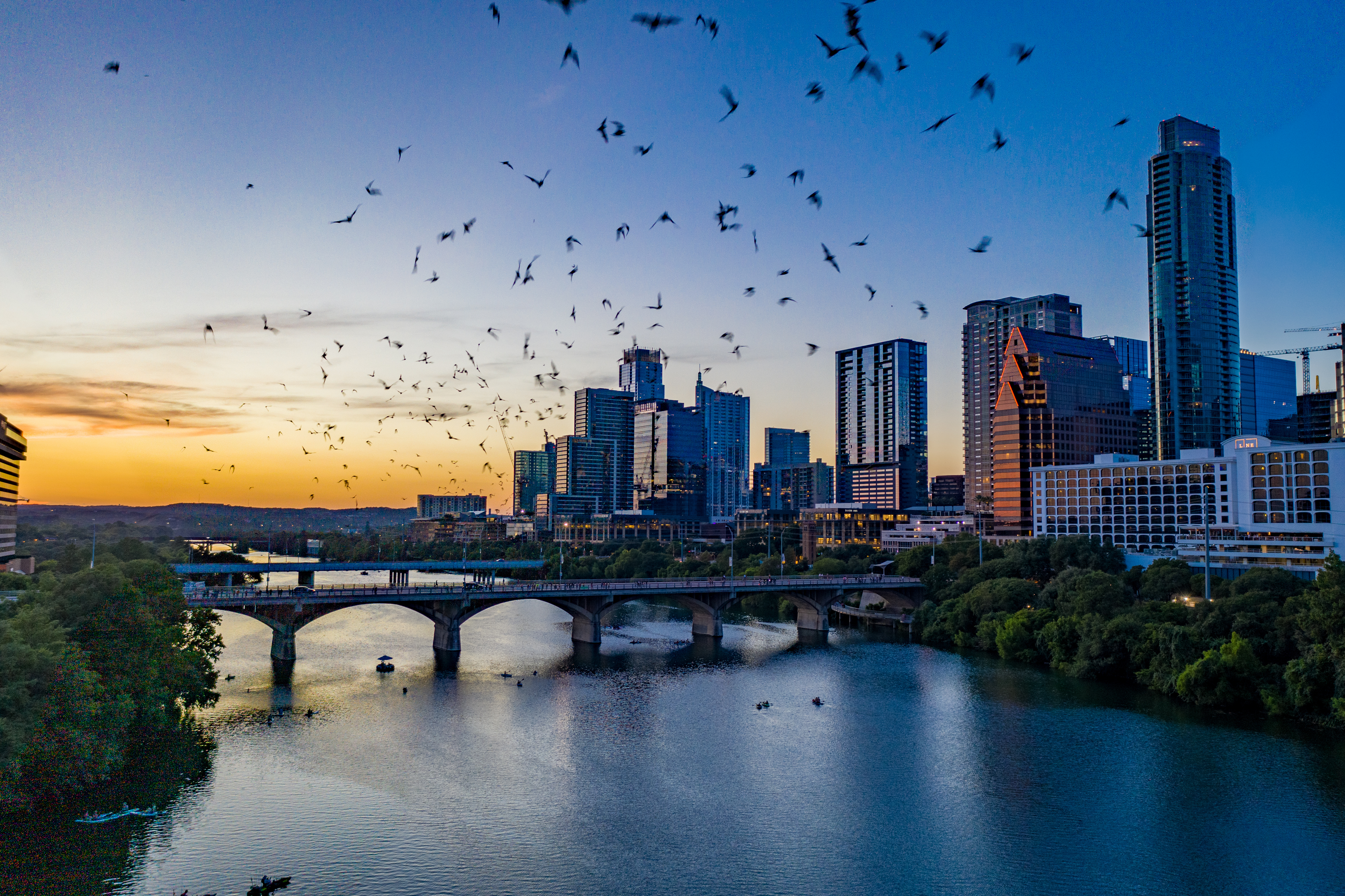 Austin Texas downtown skyline at sunset with the Congress Avenue Bridge bat colony taking flight over Lady Bird Lake