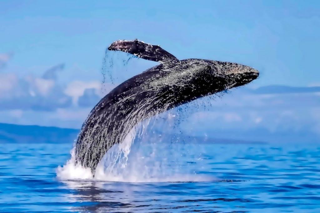 Whale Watching