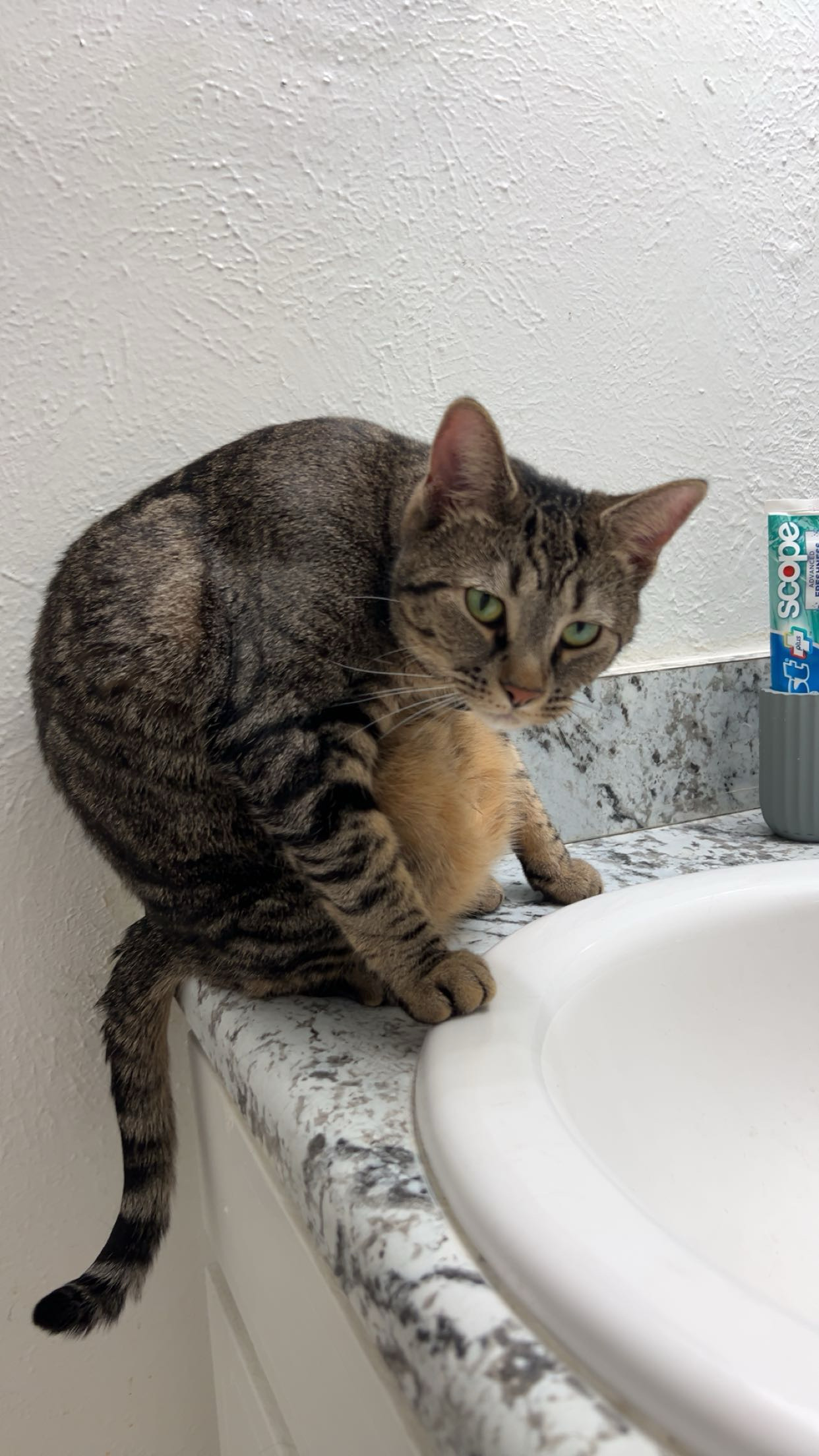 Pet Hair Removal Greenville