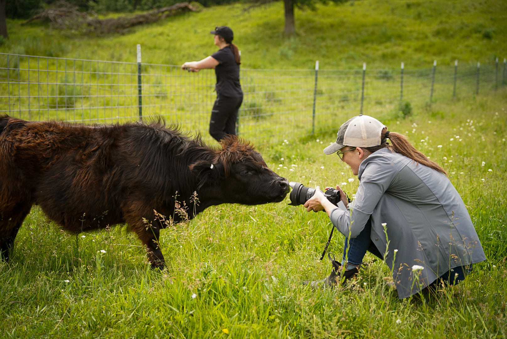 Mini Scottish Highland Cows at Big Rock Creek
