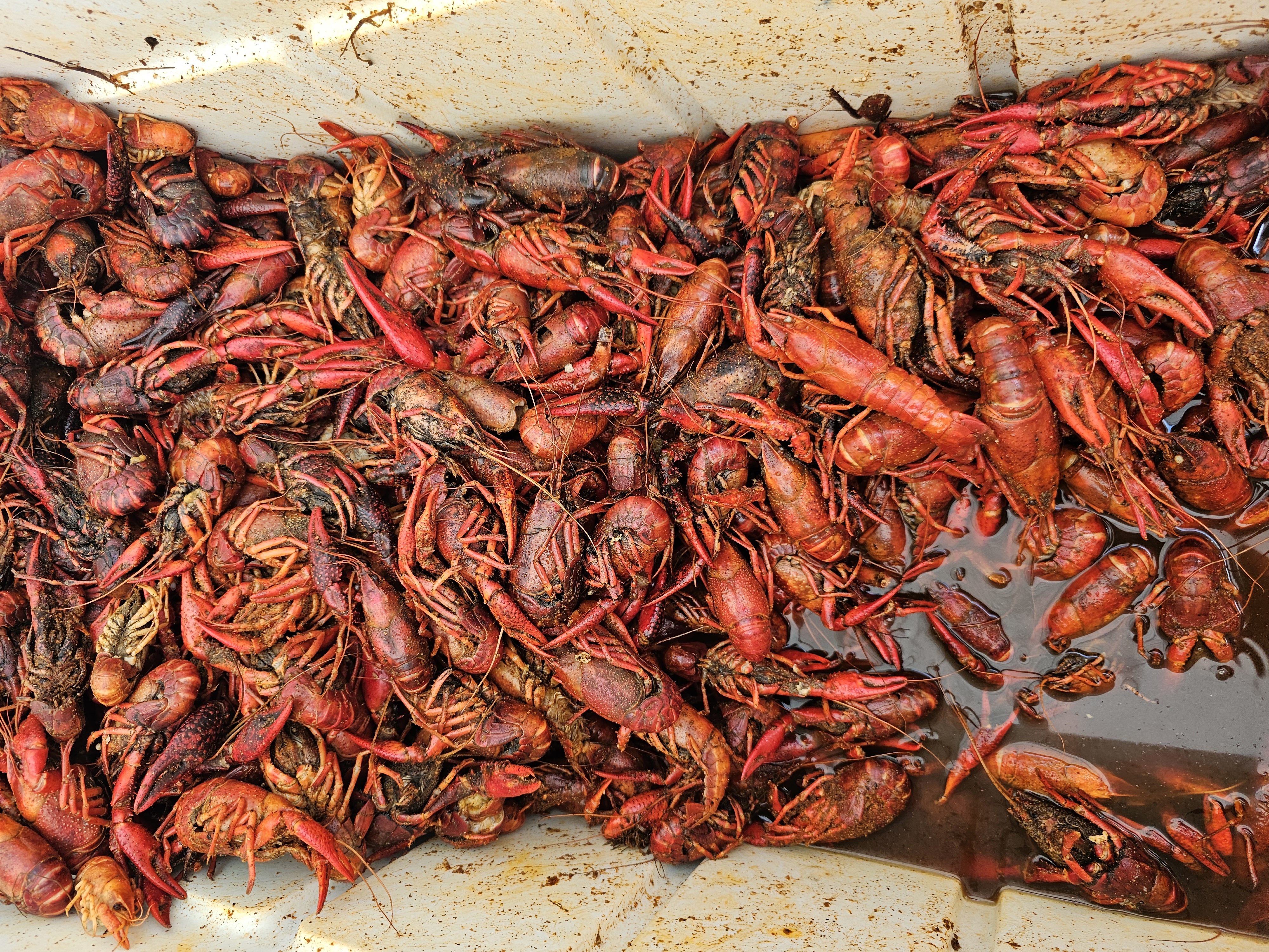 Fresh Louisiana crawfish boiled to perfection at The Boil at Big Rock Creek