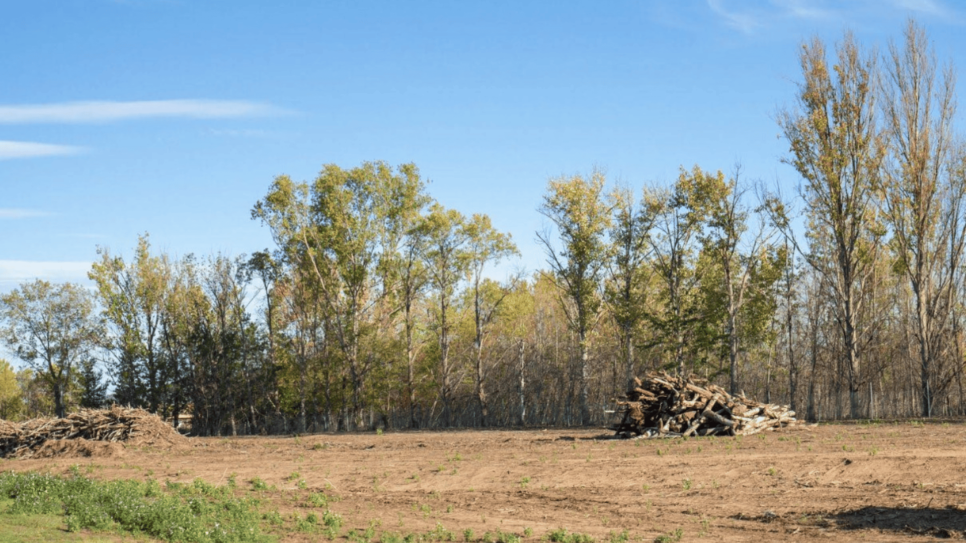 Lot Clearing & Stump Removal