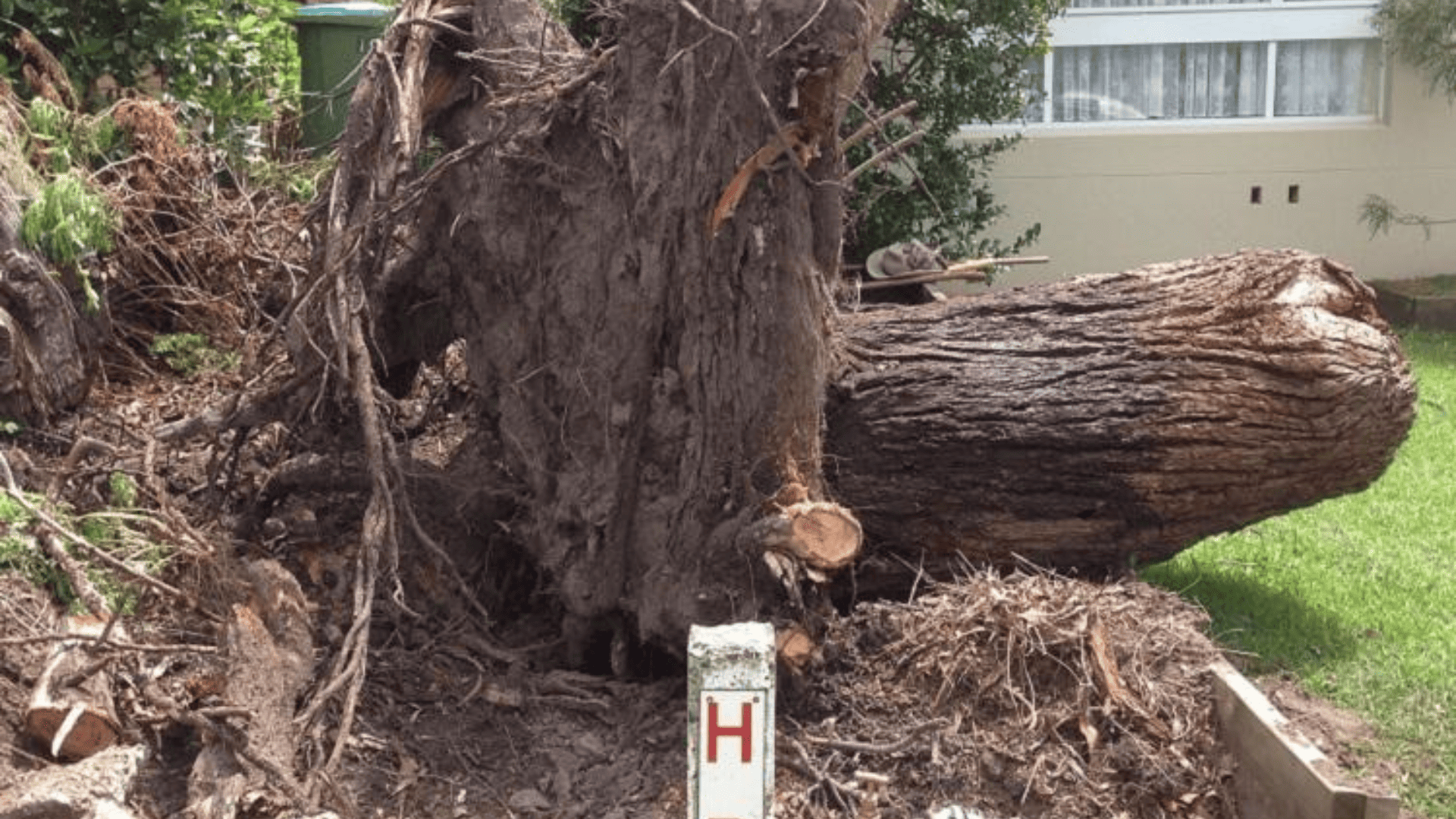 Post-Storm Stump Cleanup