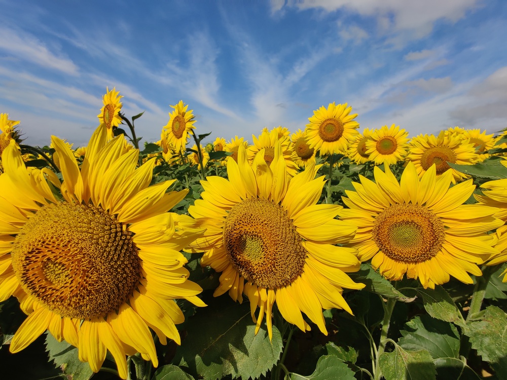 Sunflower fields in the French countryside