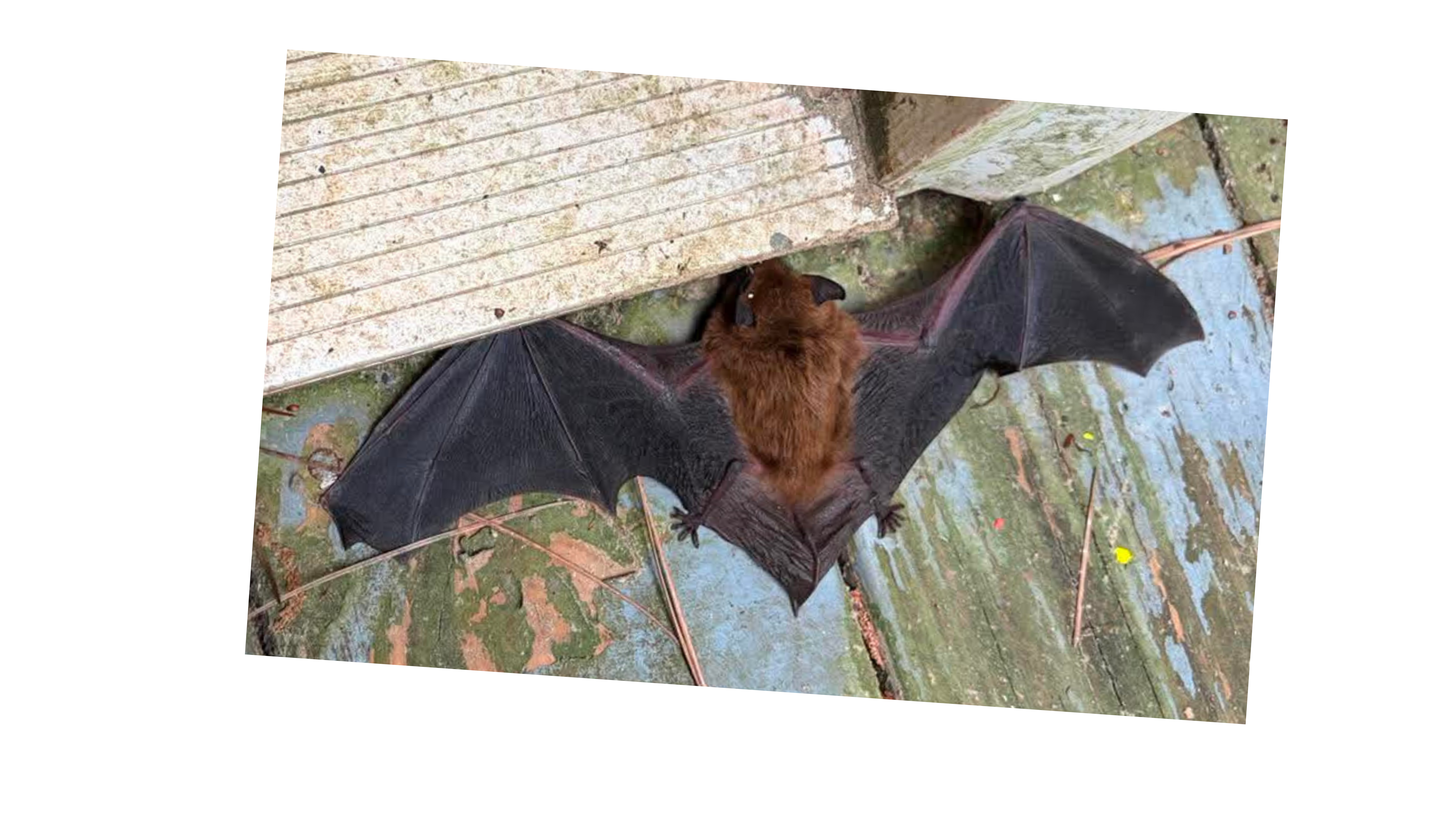 Picture Cheyenne took of bat laying flat on its belly with wings and toes spread