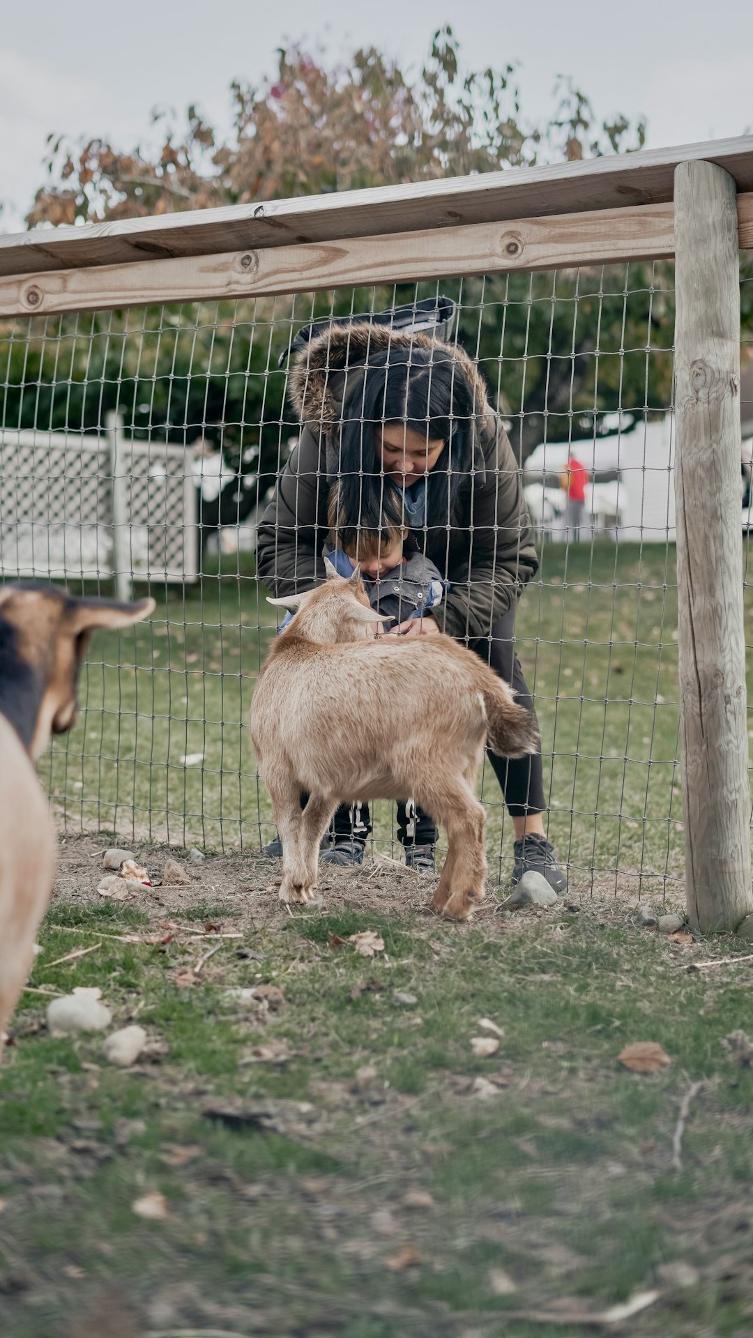 Petting Zoo Farm