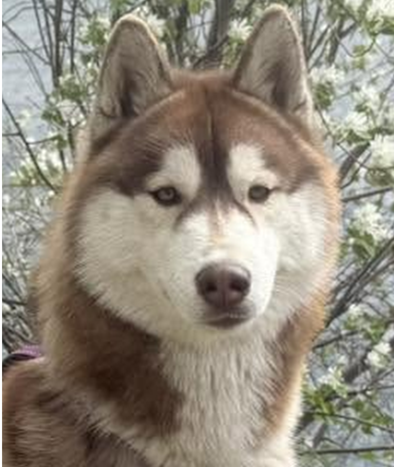 Kallik