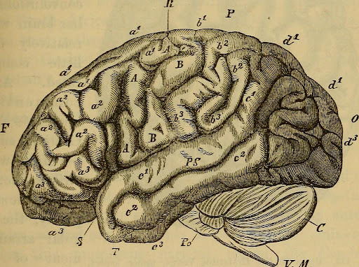 Child's Brain During Surgery Child's Brain During Surgery