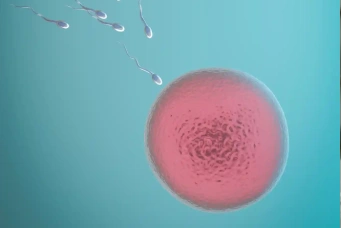 Sperm count and motility illustration