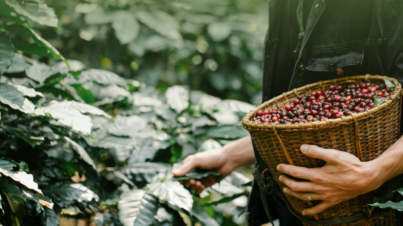 Ta Kapi specialty coffee shop IT Park Cebu Philippines farm-to-cup