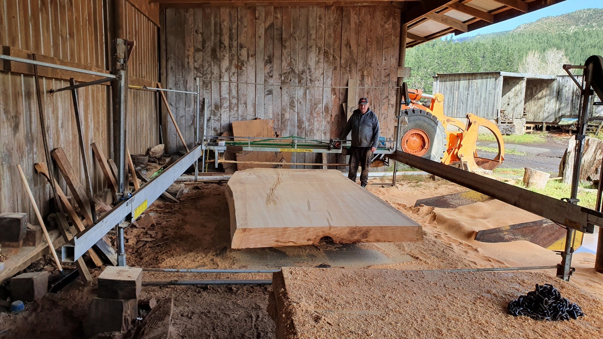 Kauri wood extraction and curing