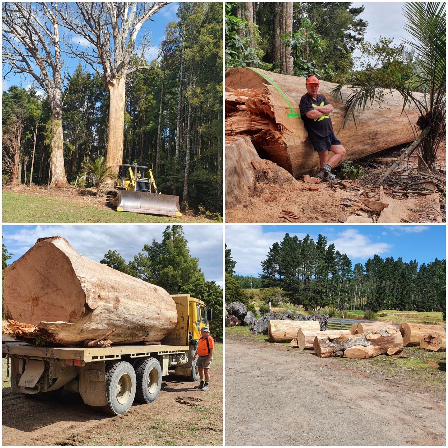 Kauri Extraction