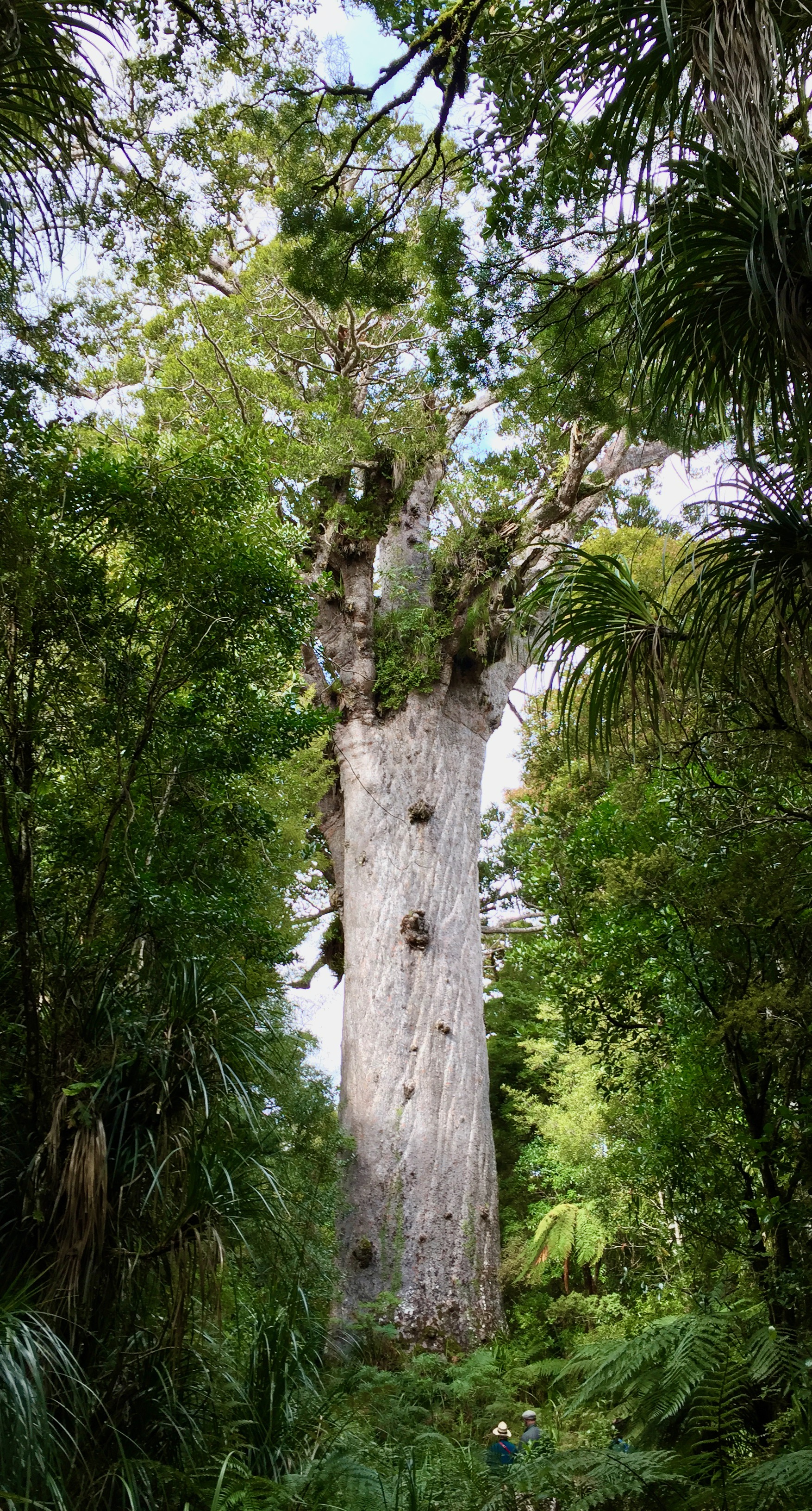 Tāne Mahuta - Giant Kauri Tree