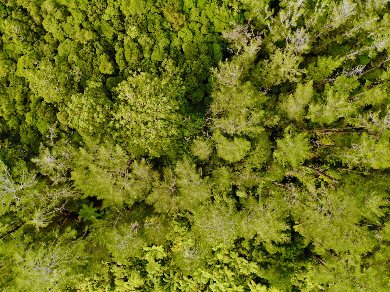 Reforestation and nature