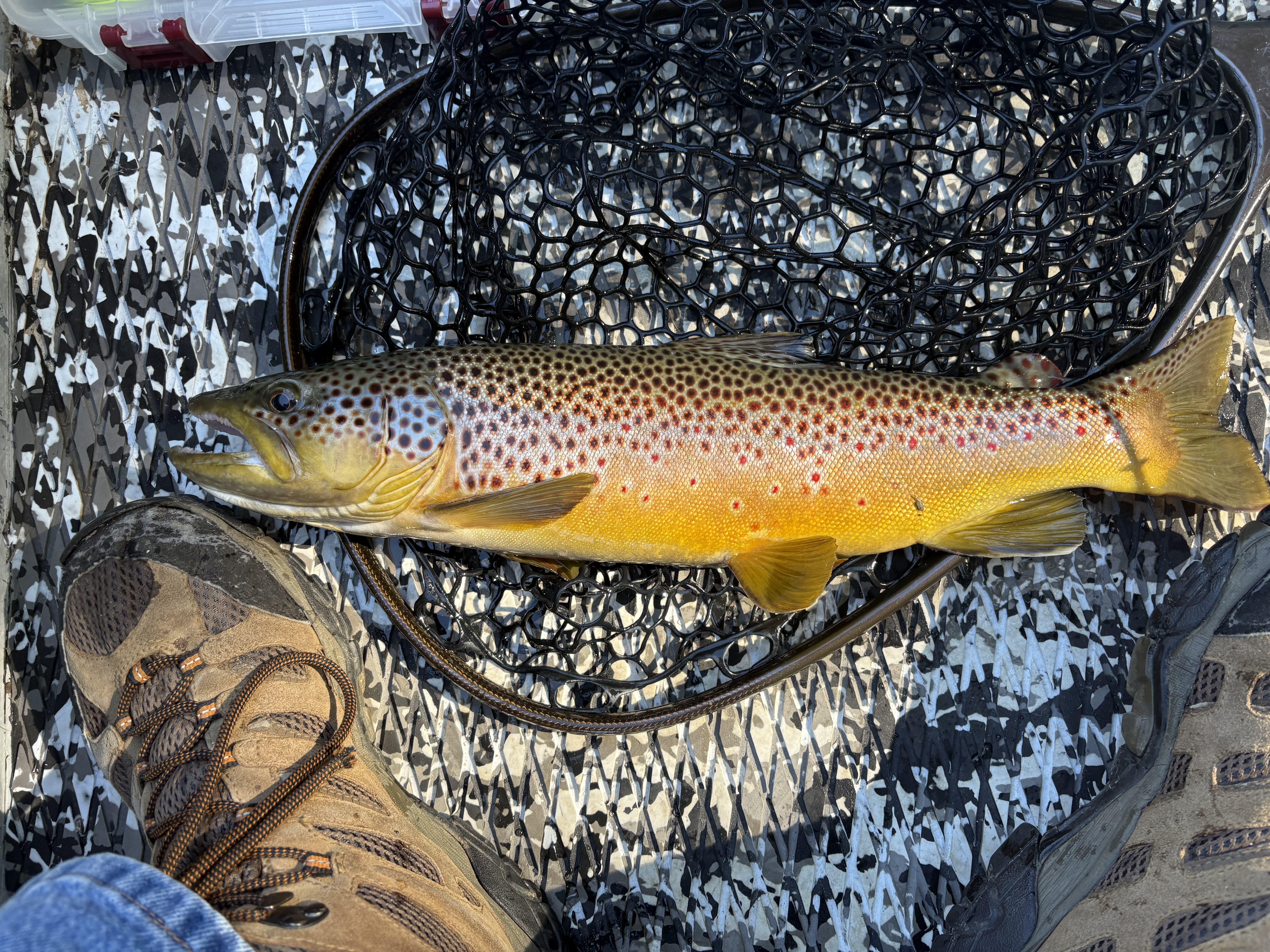 Rainbow trout caught on fly rod on the Little Red River