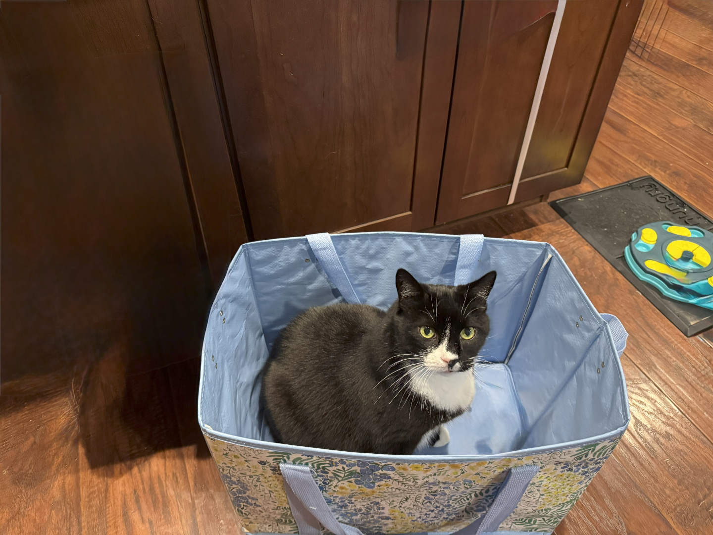 Baer, the resident office cat