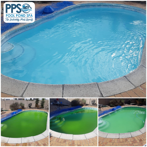 Green Benoni pool cleaned to crystal clear by Pool Pond Spa, before during and after