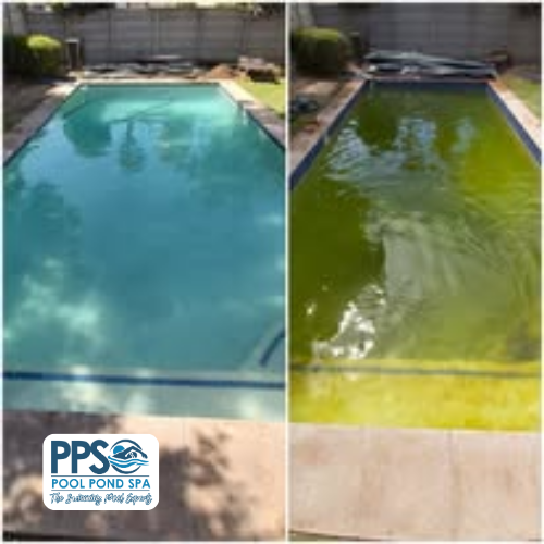 Algae green pool cleared to clean water by Pool Pond Spa in Benoni
