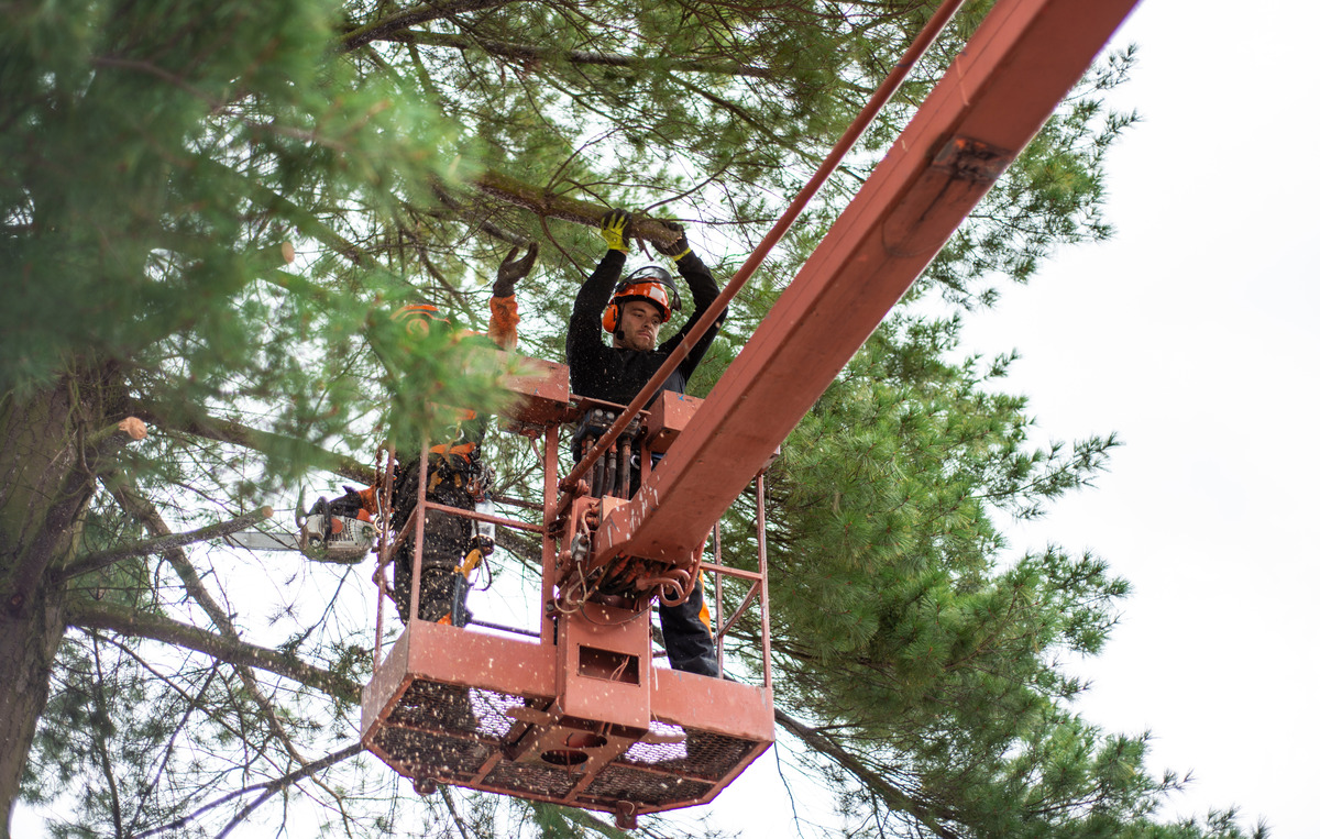 Tree Pruning in Sheffield