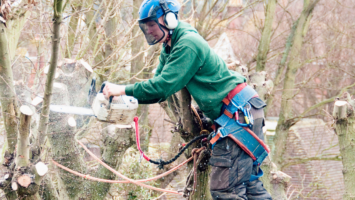 Tree Pruning service