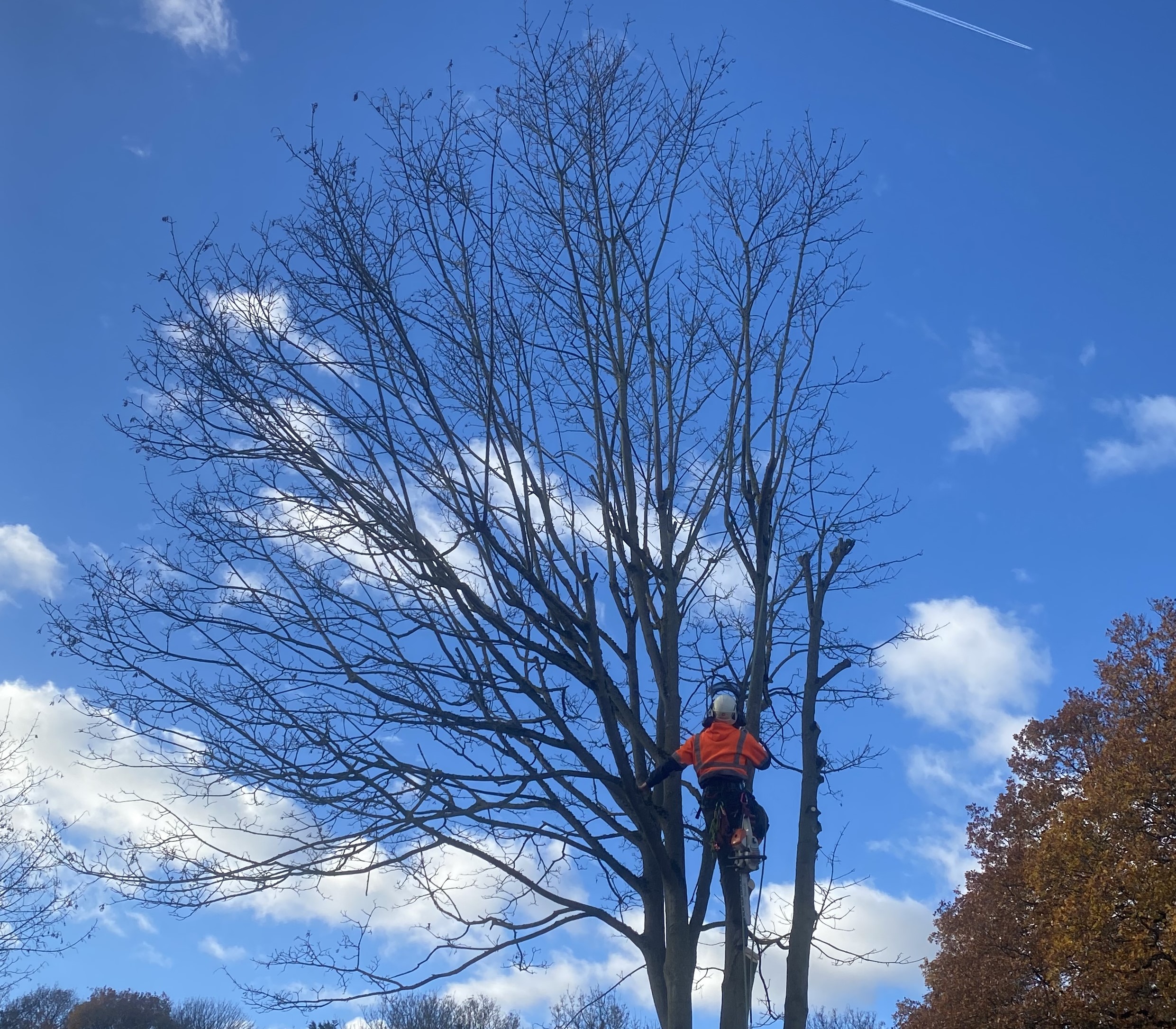 Crown Thinning in Sheffield