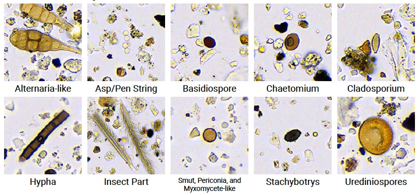 ACAS certified mold inspector at work