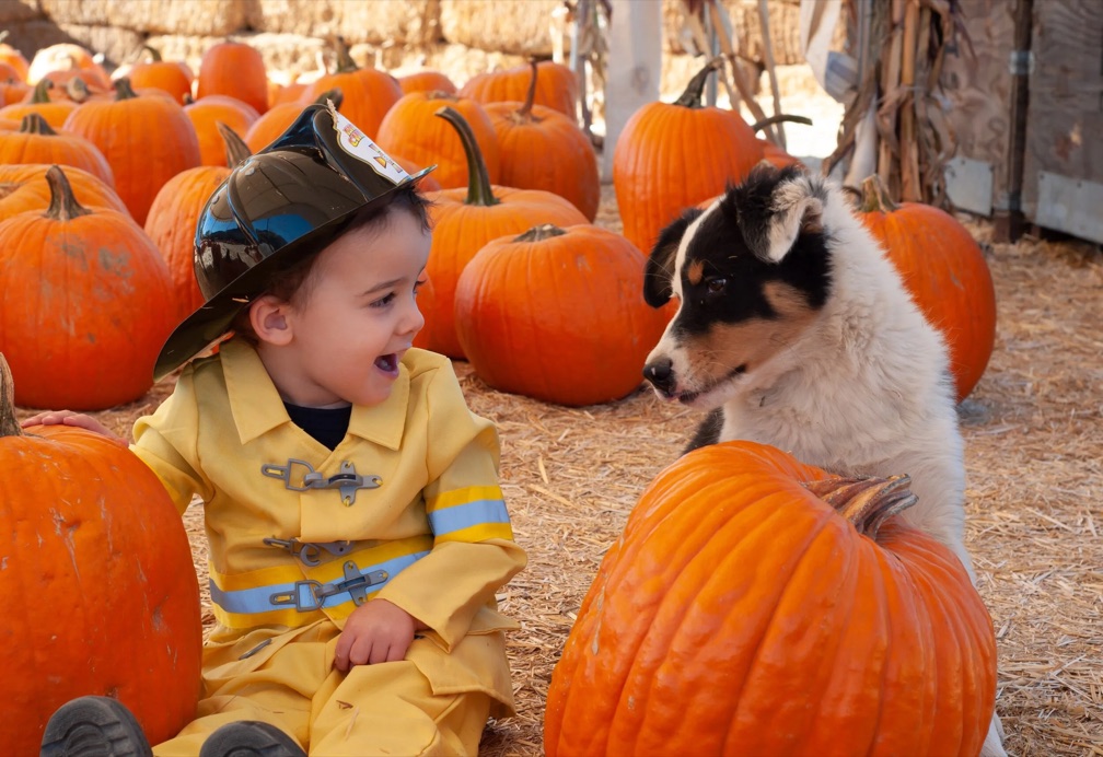 A child in a firefighter costume and a puppy among pumpkins at Gilchrist Farm