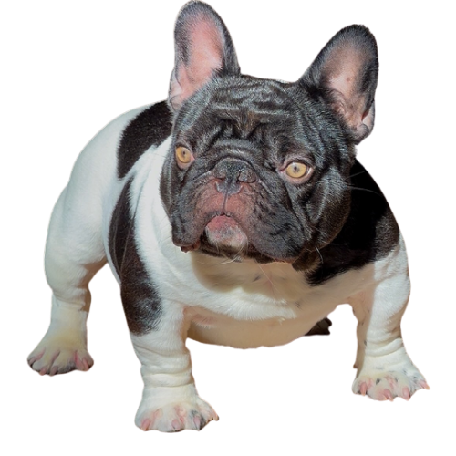 Big Moo's official 2026 National Bully Awards French Bulldog of the Year crystal trophy with a blue diamond top, photographed in the Arizona desert. Big Moo's official 2026 National Bully Awards French Bulldog of the Year crystal trophy with a blue diamond top, photographed in the Arizona desert.