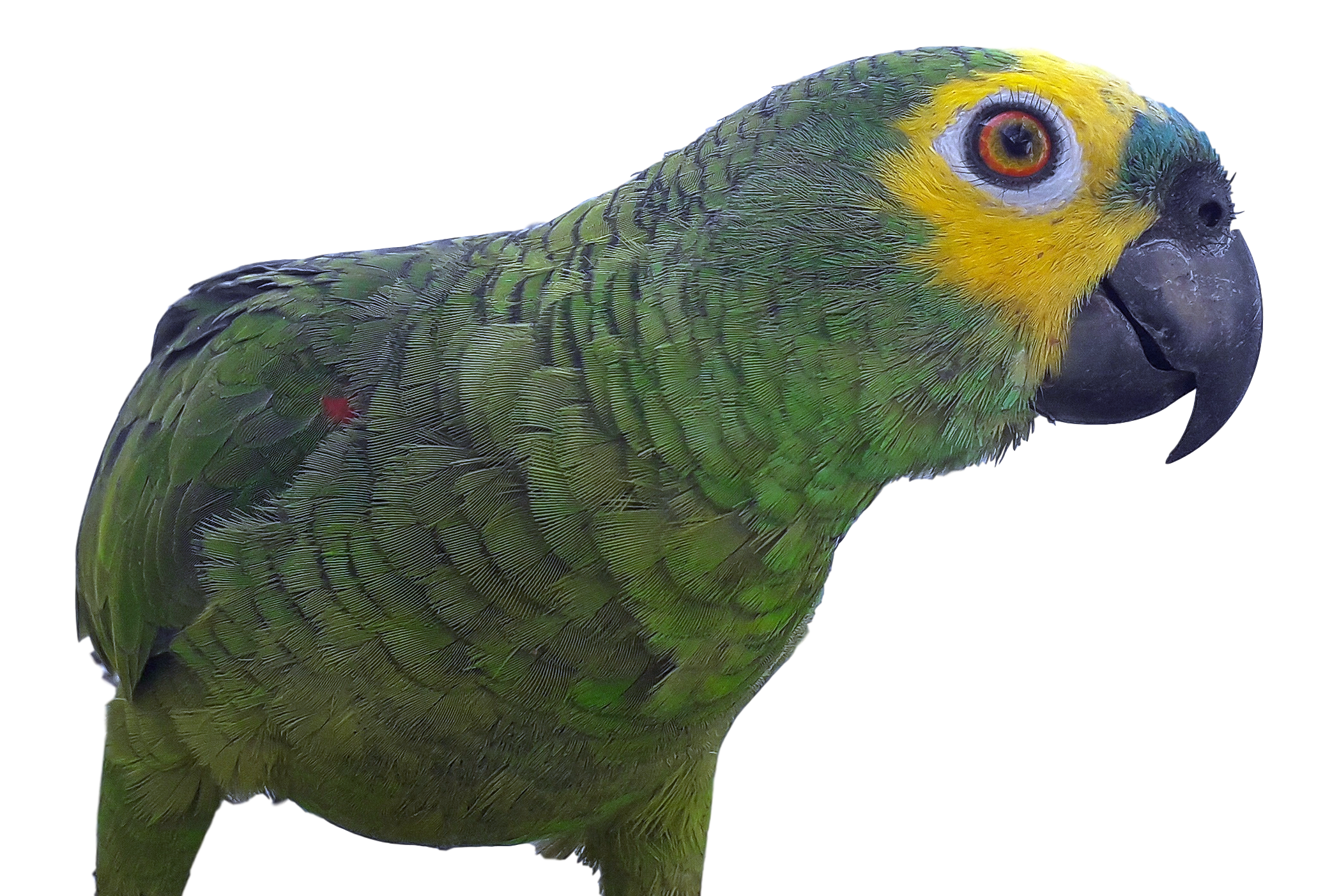 Parrot communicating with caregiver
