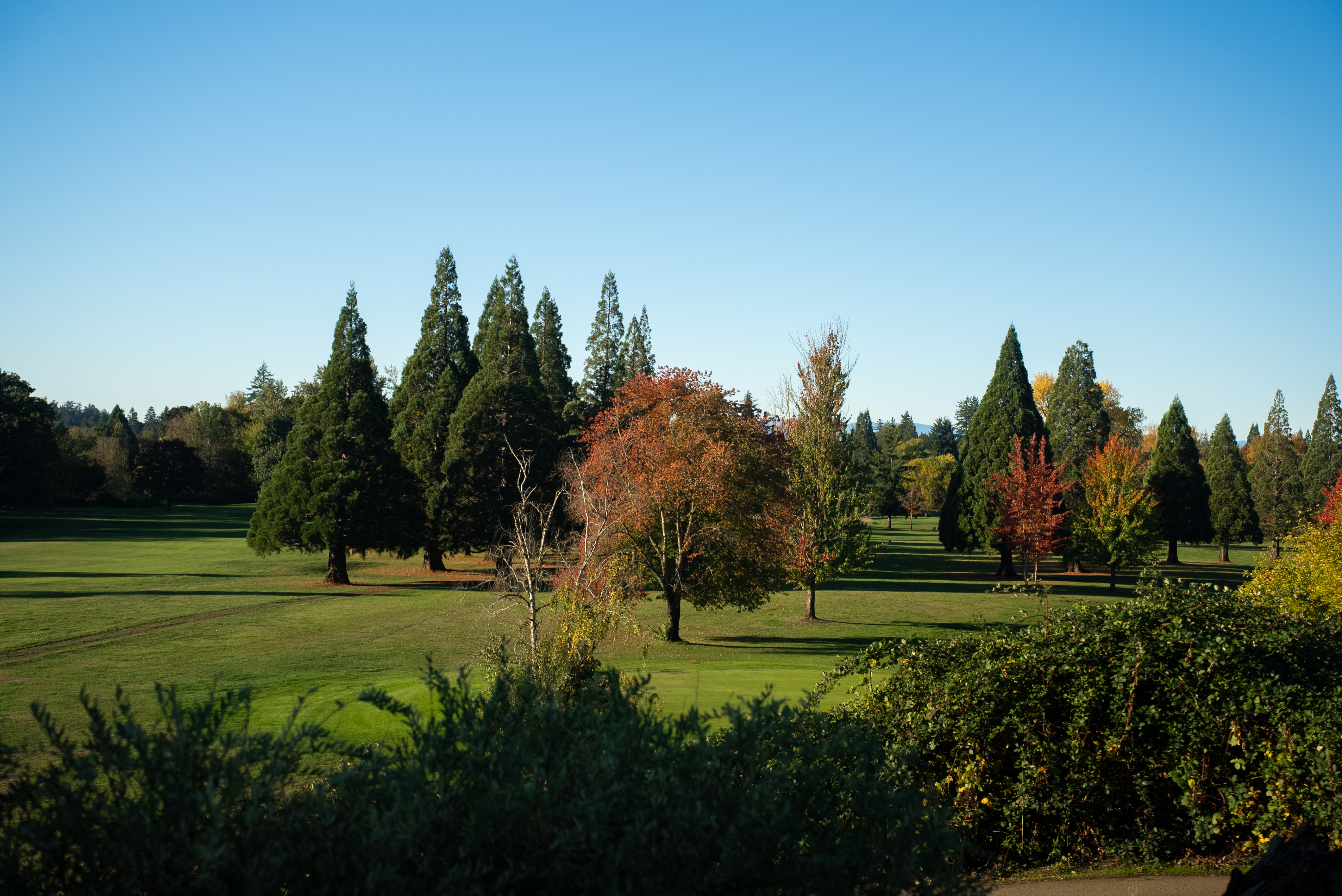 Golfers near trees