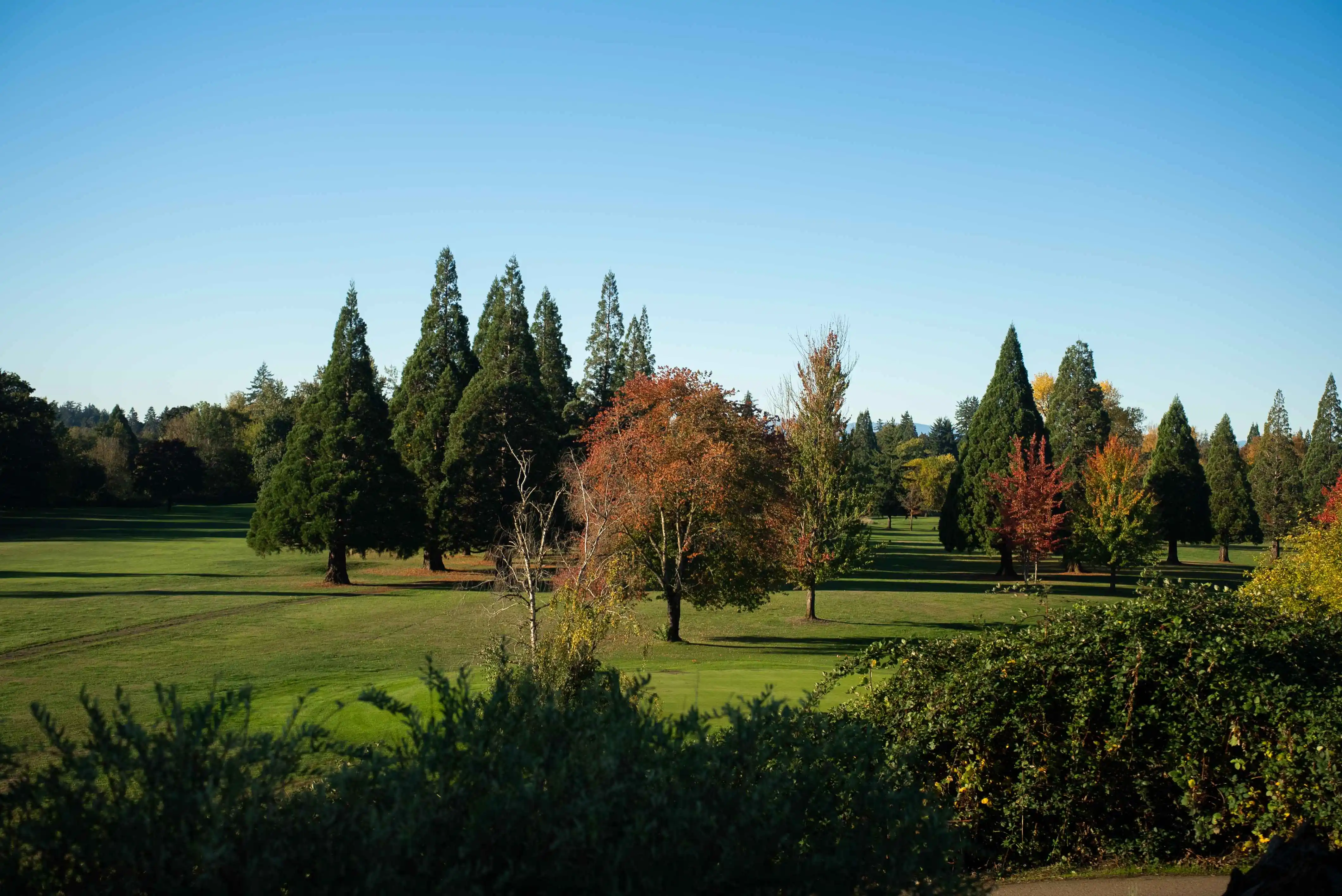 Autumn trees on golf course