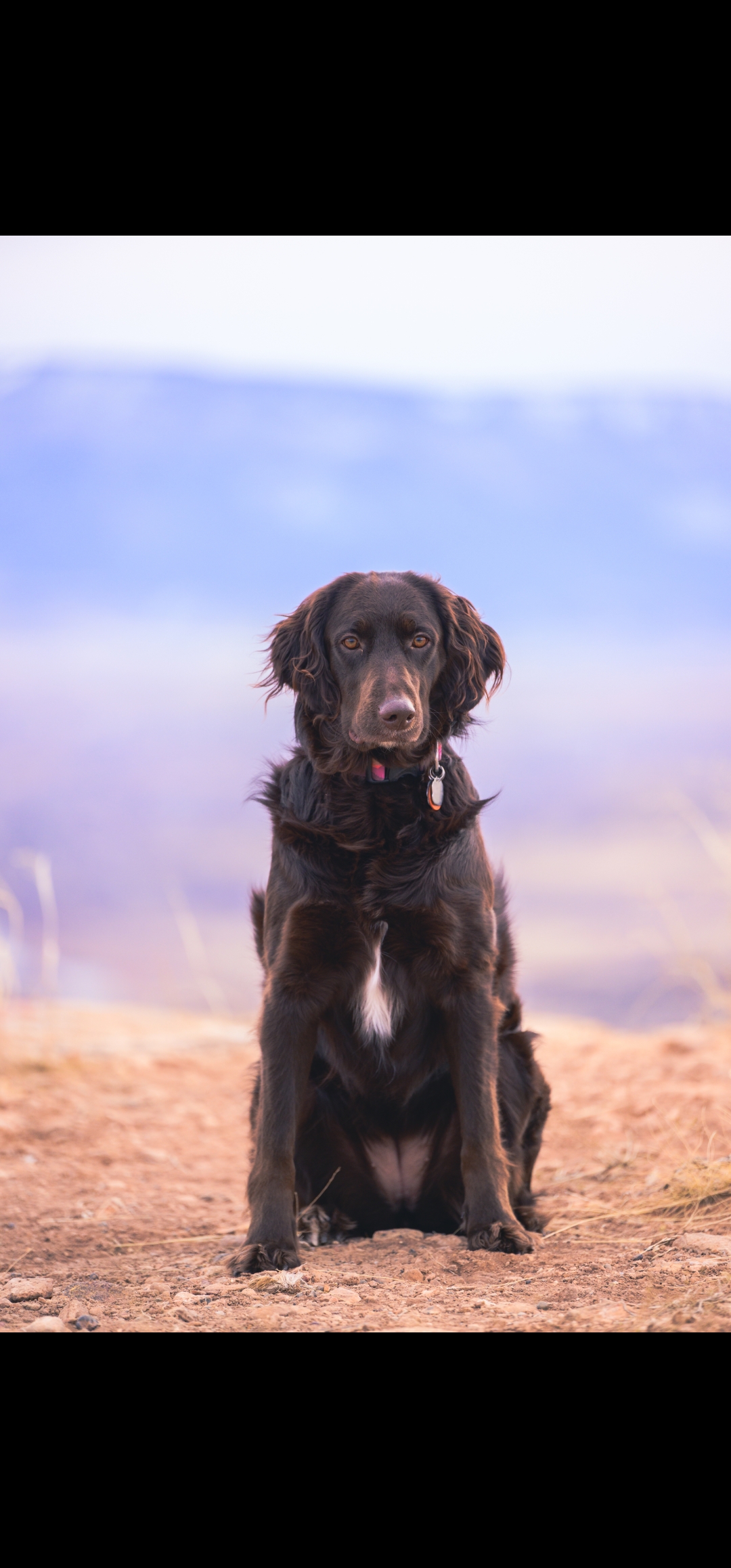 Skye, our straight-haired labradoodle