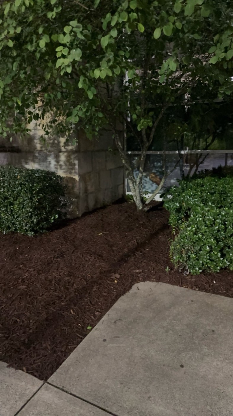 Shrubs and fresh mulch bed