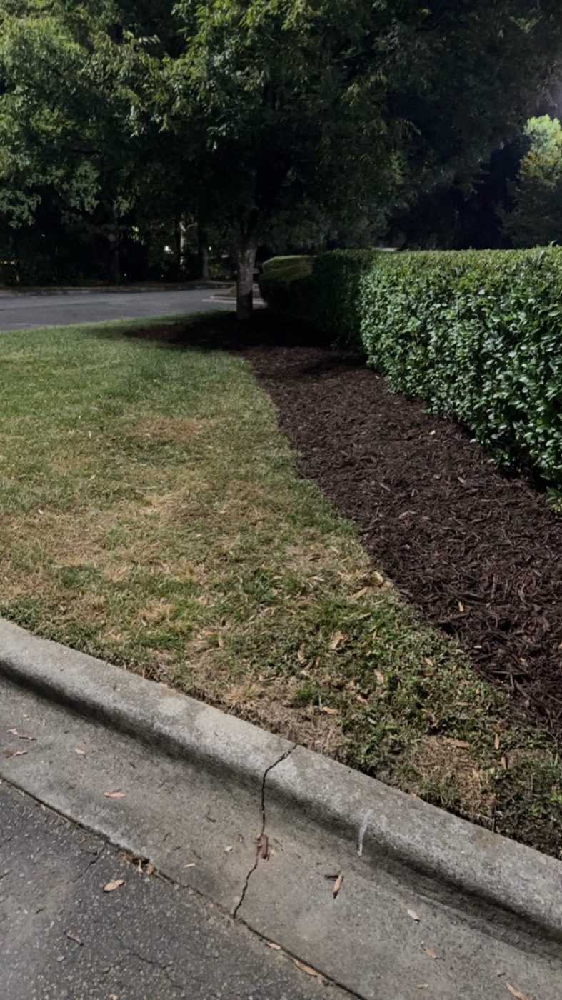 Trimmed hedge line with fresh mulch