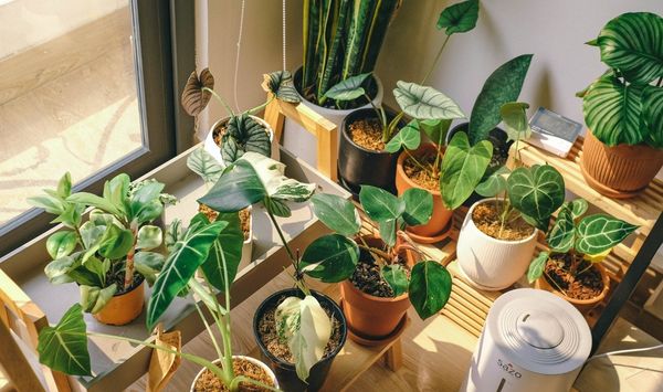 Indoor plants beside a dehumidifier near a sunny window to help control moisture in a tiny home