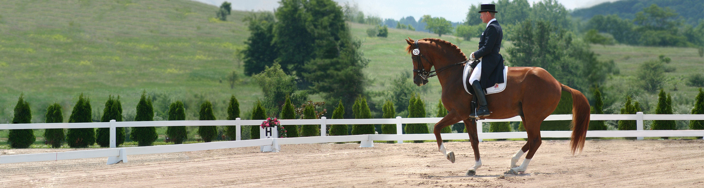 Dressage rider viewed from behind at arena