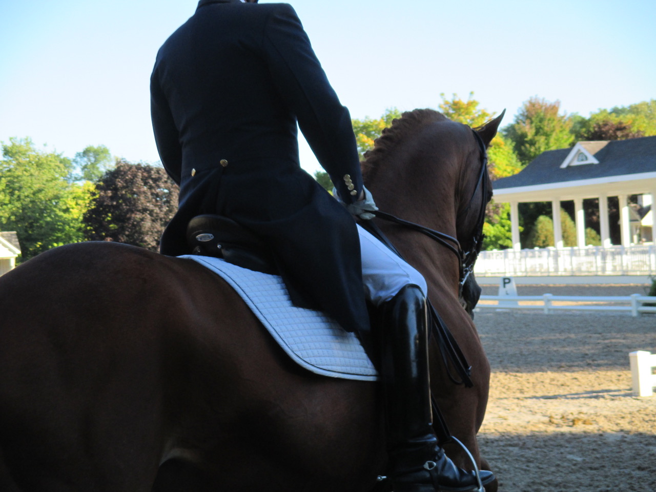 Dark horse performing dressage at competition