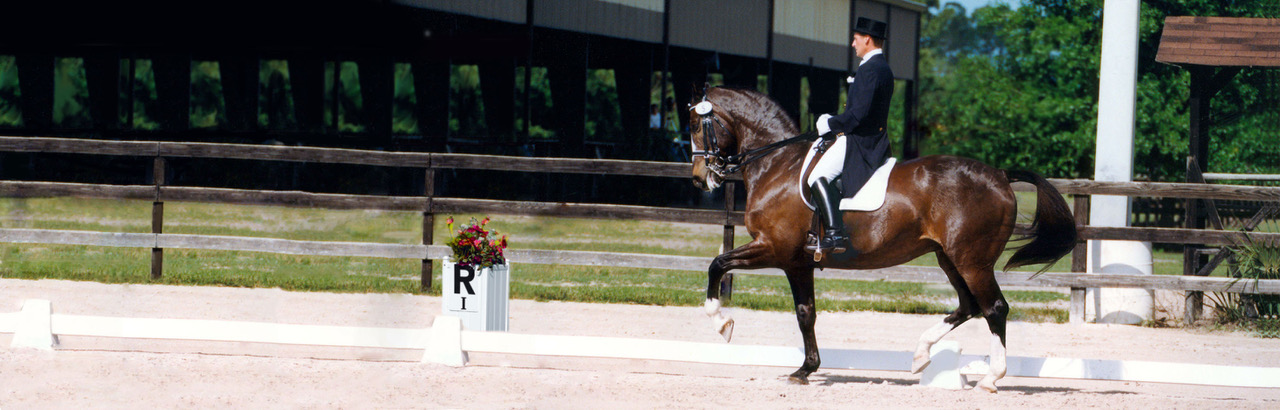 Bay horse performing passage at dressage show