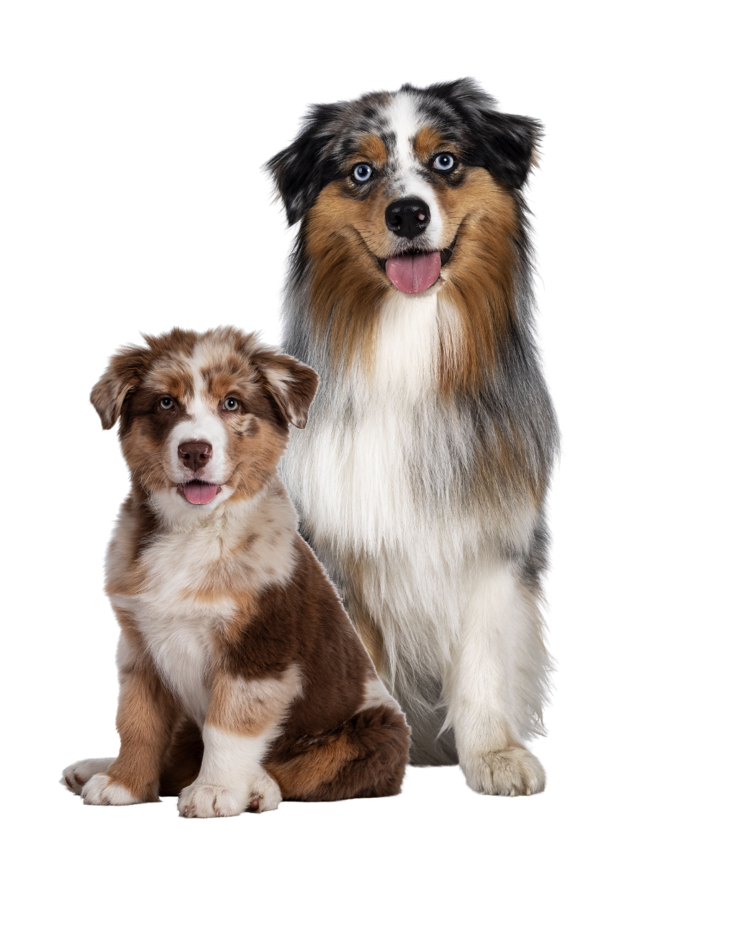 Happy dogs