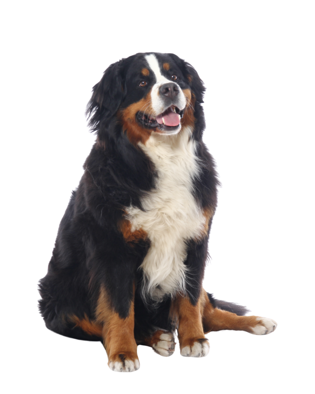 Bernese Mountain Dog