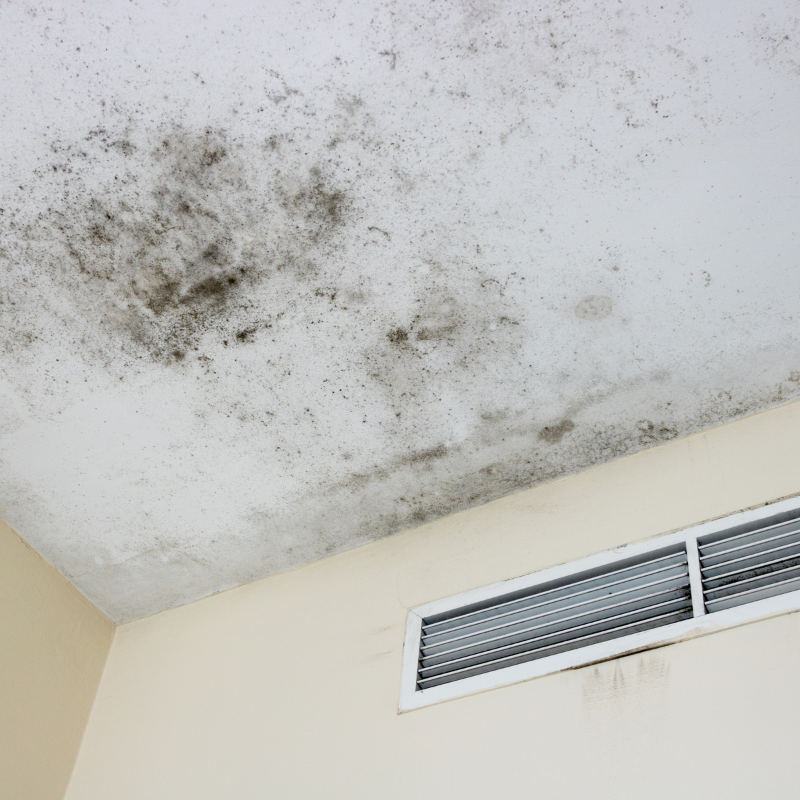 Mold Damage Restoration in South Florida