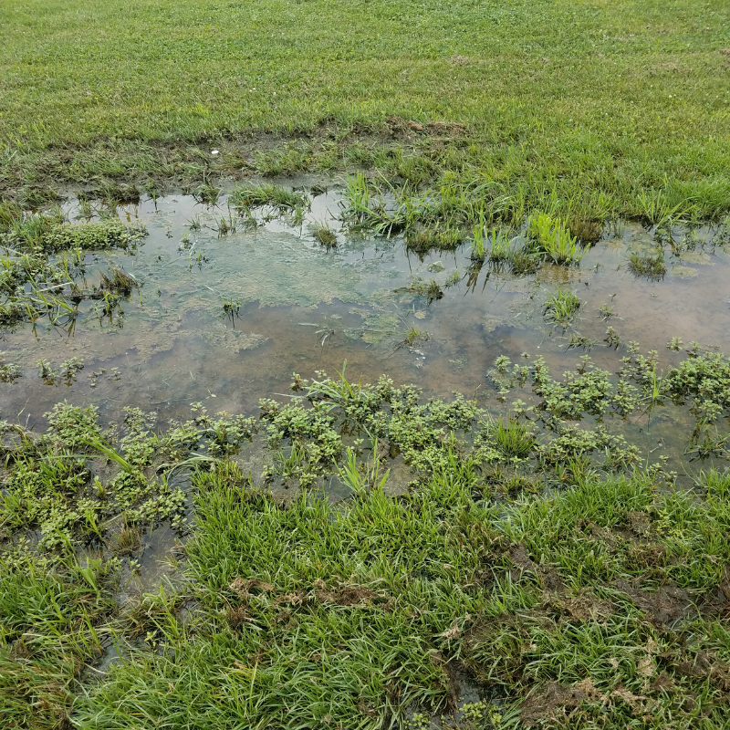 Septic Tank Overflow Cleanup in South Florida