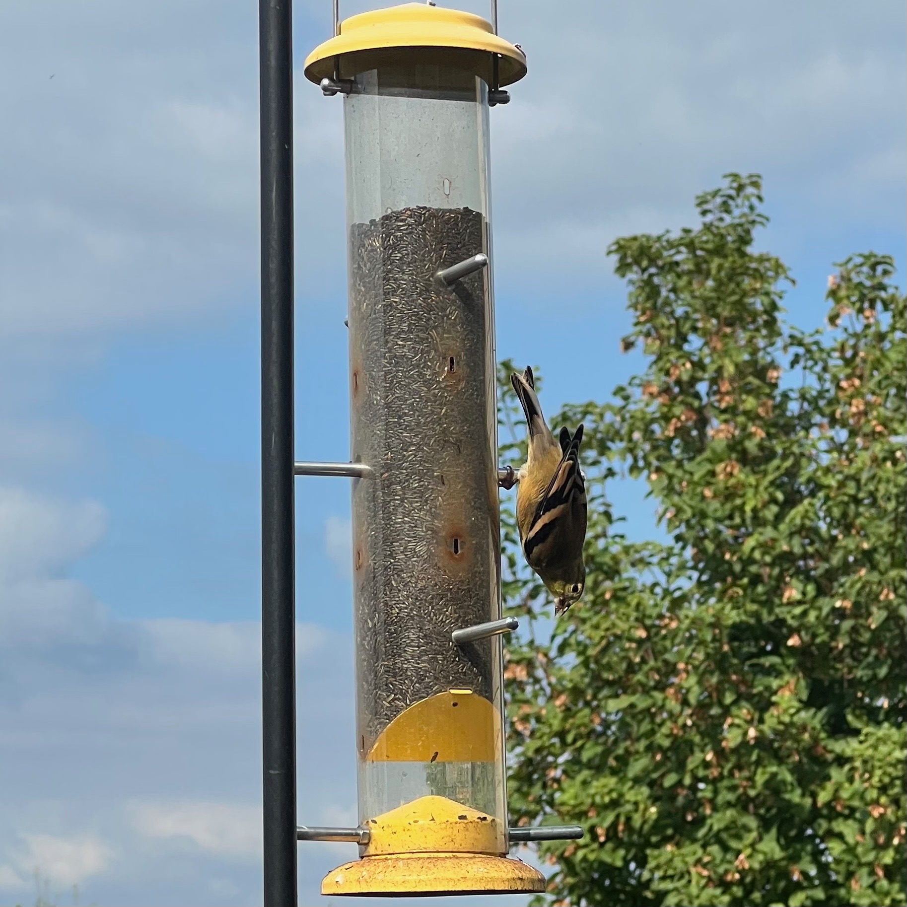 yellow bird - hearing God's voice yellow bird - hearing God's voice