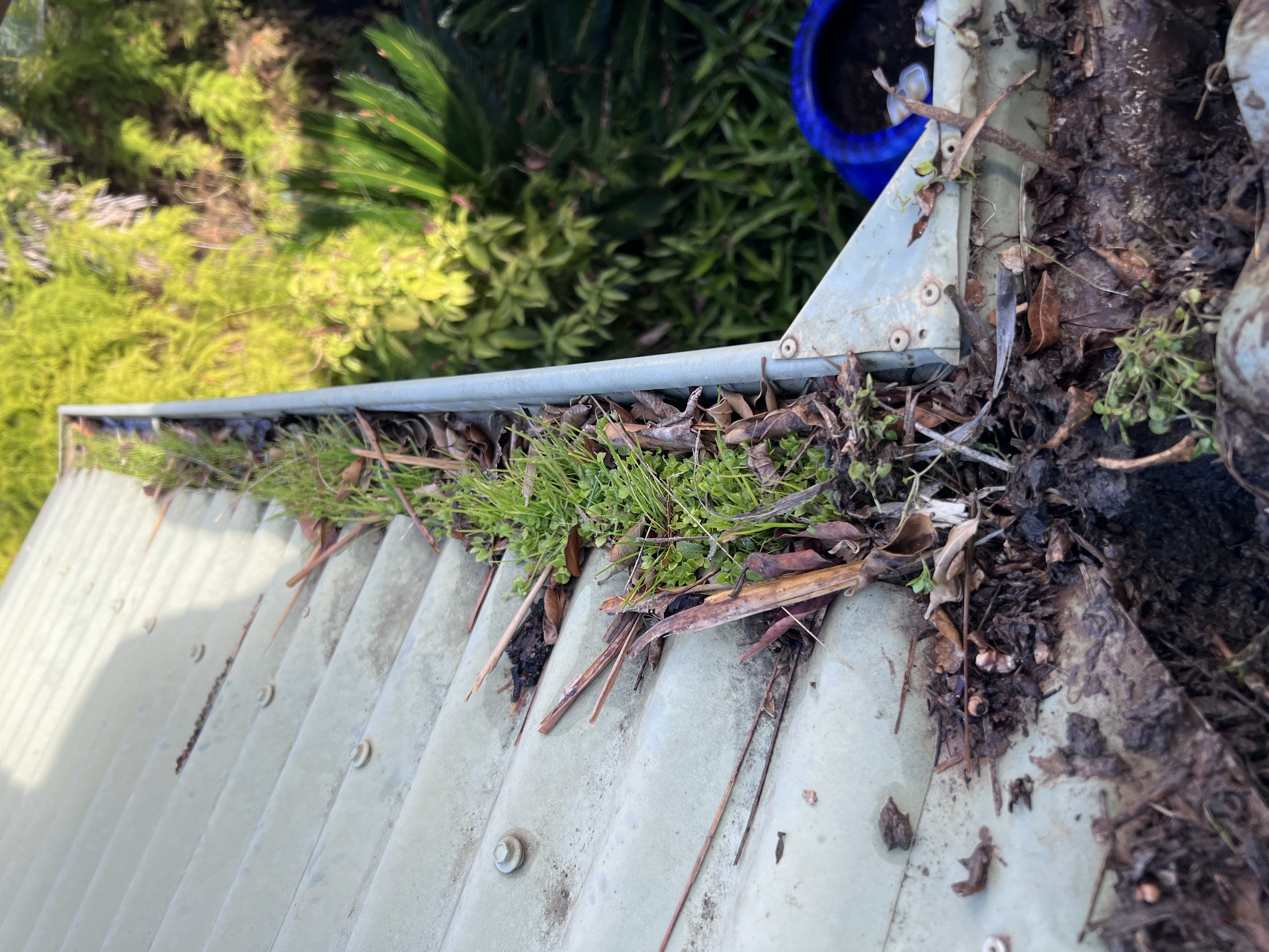 Overgrown gutter filled with wet leaves, mud, and sprouting grass on a corrugated roof before cleaning — showing severe gutter blockage on a Mildura home prior to professional gutter maintenance by Mike’s Window, Gutter & Solar Cleaning.