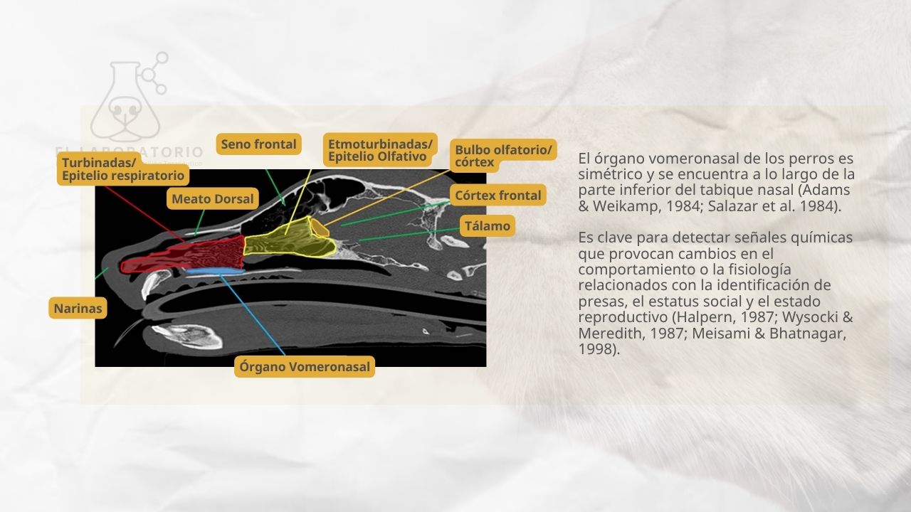 el órgano vomeronasal del perro ayuda a procesar olores y fermononas