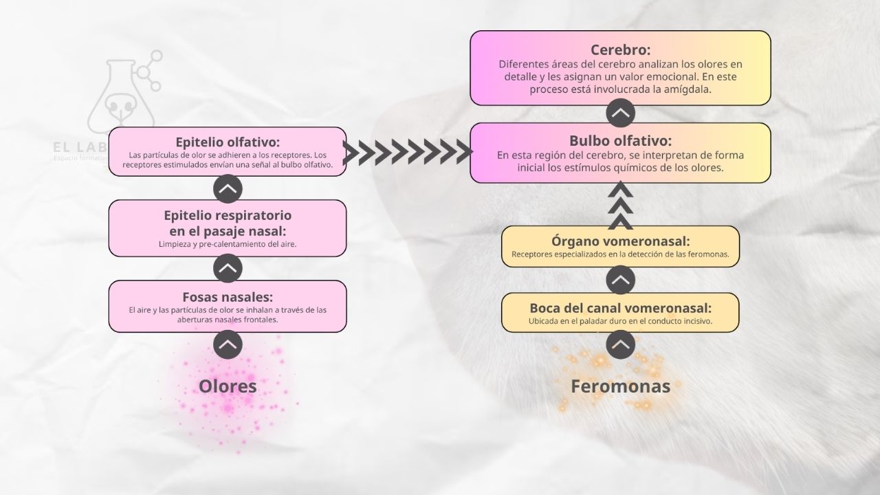 esquema del procesamiento de olores del perro de mantrailing