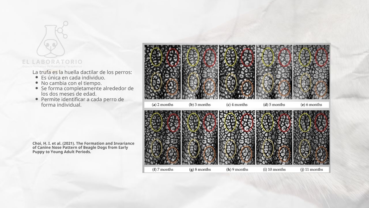 la trufa del perro es como una huella dactilar: no hay dos iguales