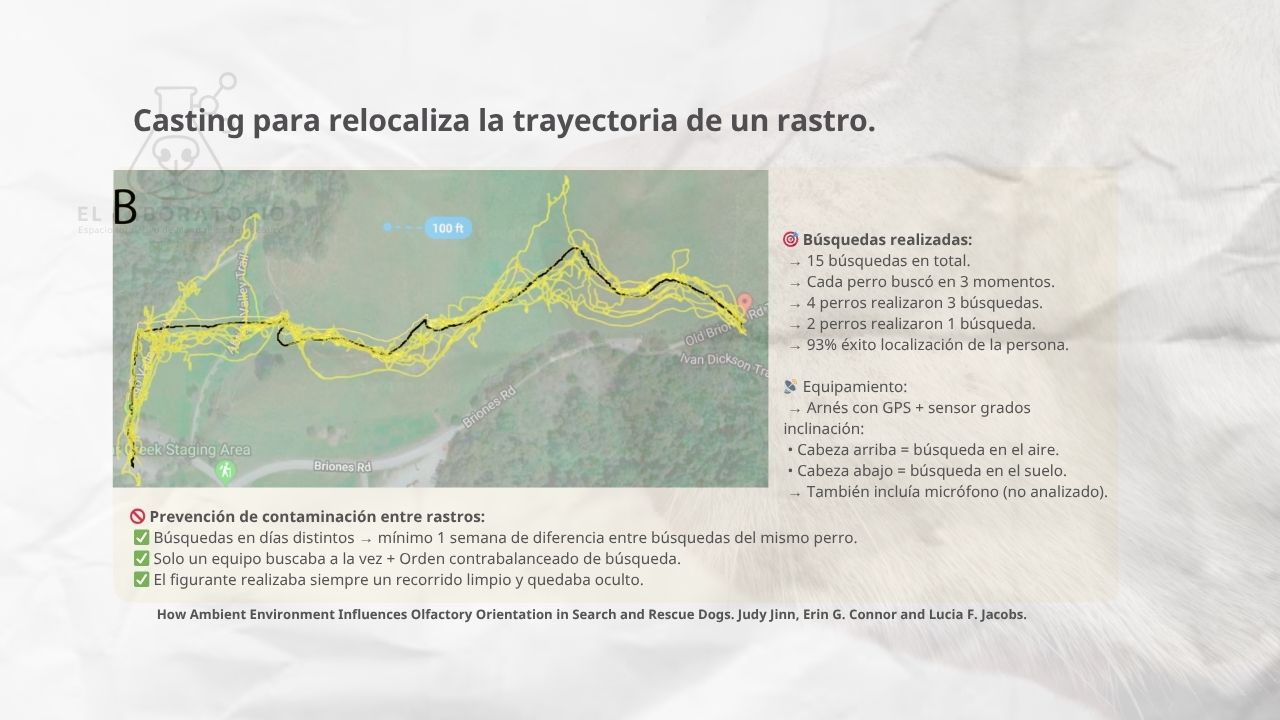 esquema del procesamiento de un casting del perro de mantrailing