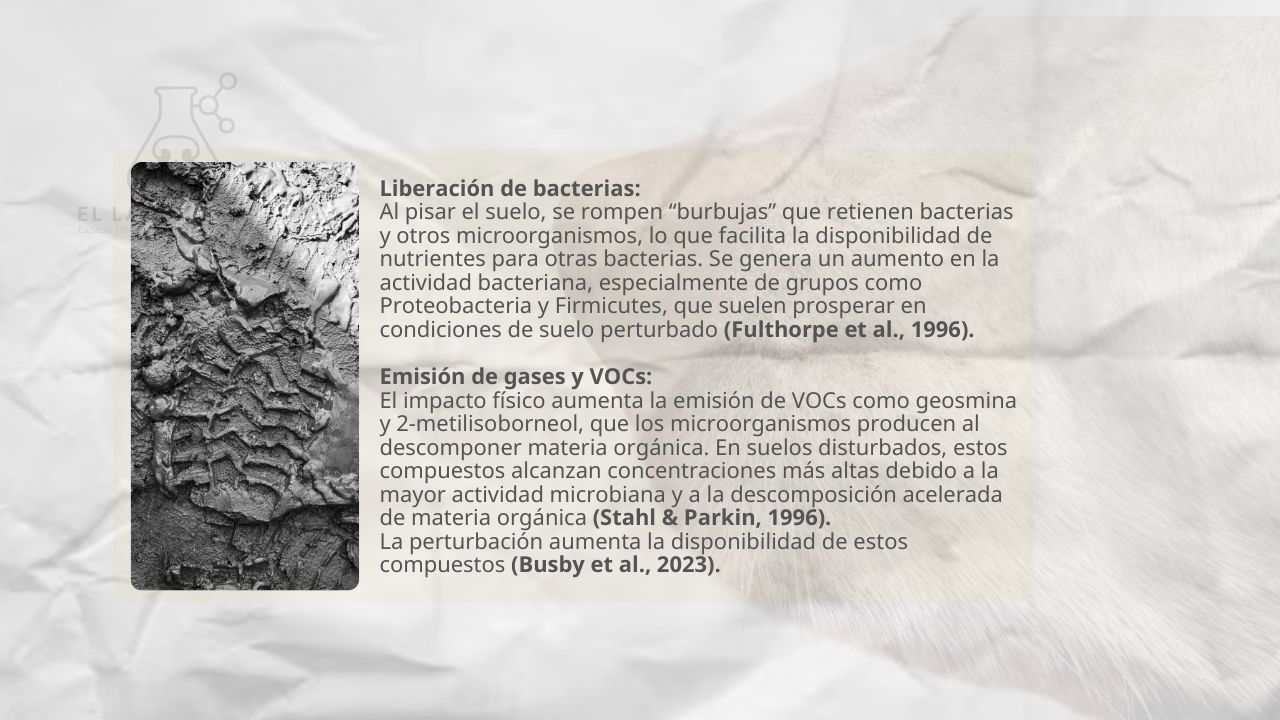 esquema del procesamiento de un casting del perro de mantrailing