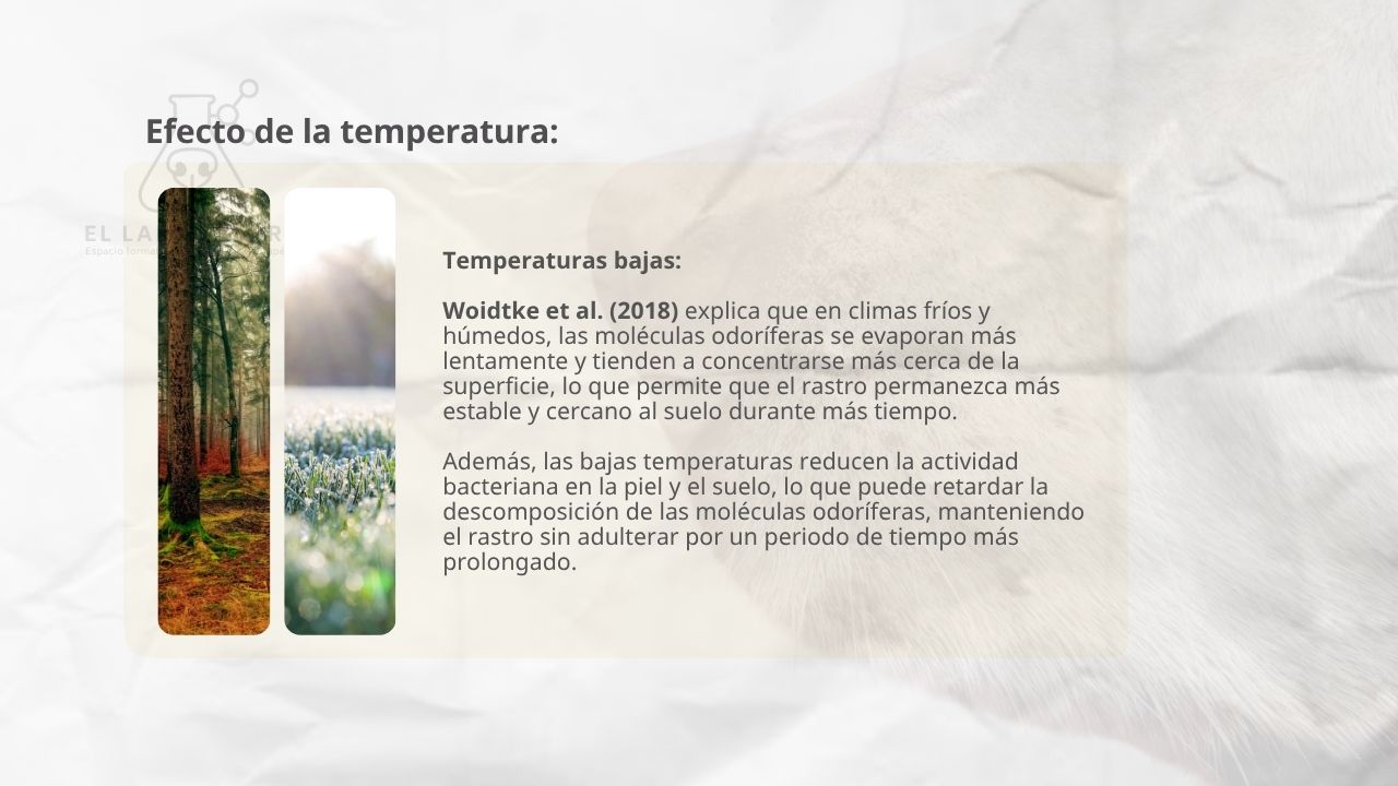 esquema del procesamiento de olores del perro de mantrailing